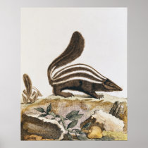 Skunk, from 'Histoire Naturelle' by Posters