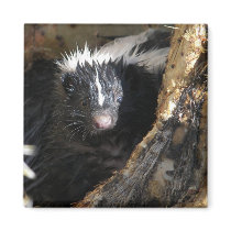 Skunk magnets