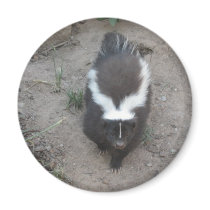 skunk magnets