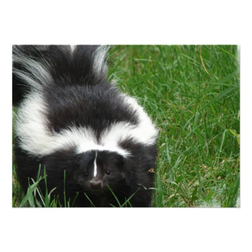 Skunk on an Invitation