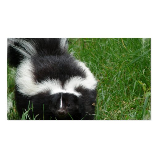 Skunk Photo Business Card (back side)