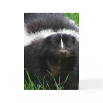 Skunk Photo Greeting Card