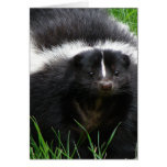Skunk Photo Greeting Card