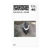 skunk postage