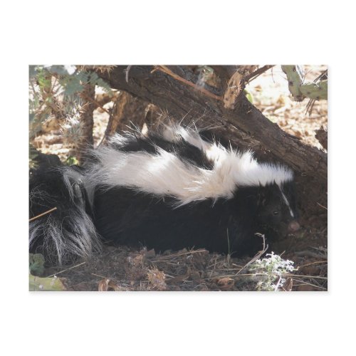 Skunk postcard