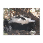 Skunk Post Card