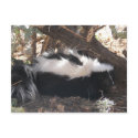 Skunk postcards
