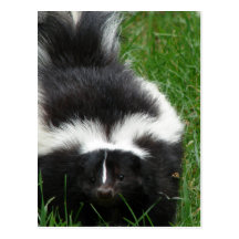 Skunk Postcard