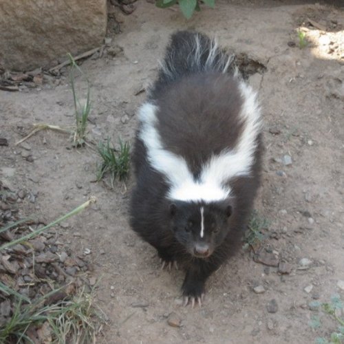 skunk sticker