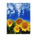 Sky and Bloom postcards by GinaSignore Sky and Bloom postcards