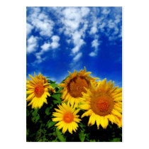 Sky and bloom, profile cards business cards