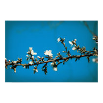 "Sky Blossoms" Poster posters