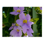 Sky Flower Vine Postcard