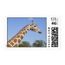 Sky High at Animal Kingdom - Giraffe Postage Stamps