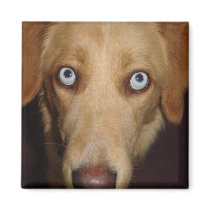 Sky The Golden Retriever Magnet by Country1969 Sky The Golden Retriever Magnet