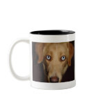 Sky The Golden Retriever Mug