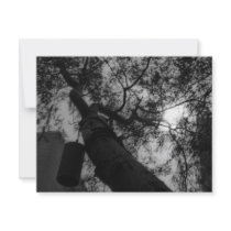 Sky through the trees invitations by J_and_C_Photography Sky through the trees invitations