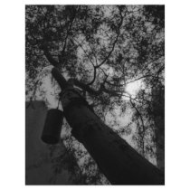 Sky through the trees letterhead