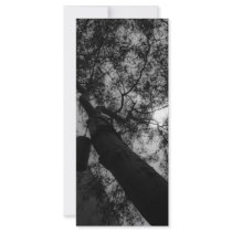 Sky through the trees rack cards