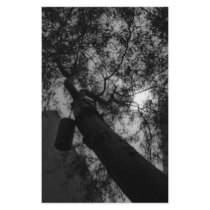 Sky through the trees custom stationery