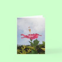 Sky Trumpet cards