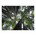 Skyward Bamboo posters by Kiyoshi Skyward Bamboo posters