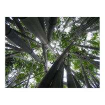 Skyward Bamboo posters by Kiyoshi Skyward Bamboo posters