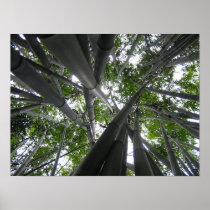 Skyward Bamboo Print