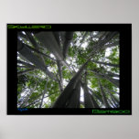 Skyward Bamboo too posters