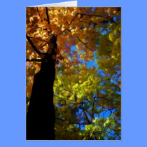 Skyward cards