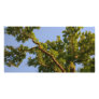 Skyward Tree Personalized Photo Card