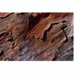 Slash pine texture Photo Photo Cutout