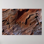 Slash pine texture Photo posters