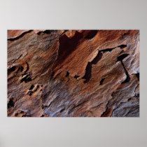 Slash pine texture Photo Posters