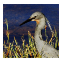 Slatey Egret textured rare bird poster, photograph posters by Rowood Slatey Egret textured rare bird poster, photograph posters