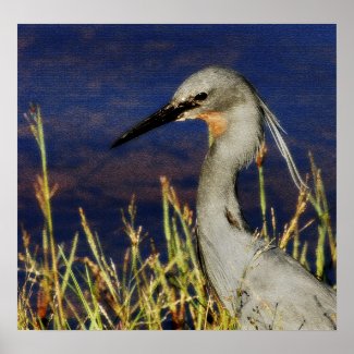 Slatey Egret textured rare bird poster, photograph print