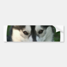 Sled Dog Bumper Sticker