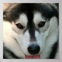 Sled Dog Poster Print