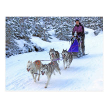 Sled Dog Racing Post Cards