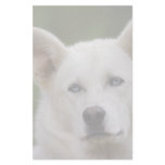 sled dog custom stationery
