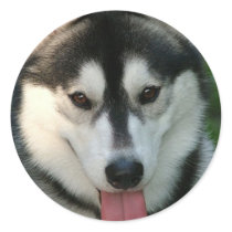 Sled Dog Sticker