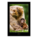 Sleep little baby monkey posters by gojira66 Sleep little baby monkey posters