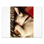 Sleep Tight Photo