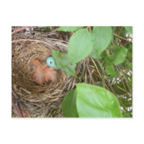 Sleepin' Robins postcard
