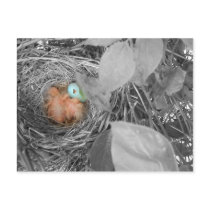 Sleepin' Robins postcard 2