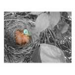 Sleepin' Robins postcard 2