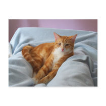 sleeping at his feet postcards by KatAnnette sleeping at his feet postcards