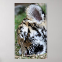 Tiger Cubs Sleeping