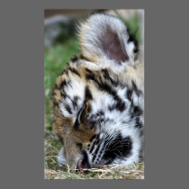 Sleeping Baby Amur Tiger Cub Portrait posters