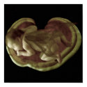 Sleeping Baby Fairy posters by moonduster Sleeping Baby Fairy posters